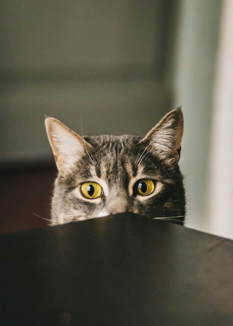 ねこ暮らしサポート株式会社