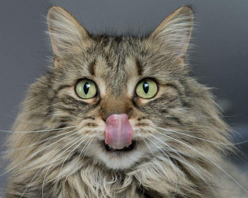 ねこ暮らしサポート株式会社