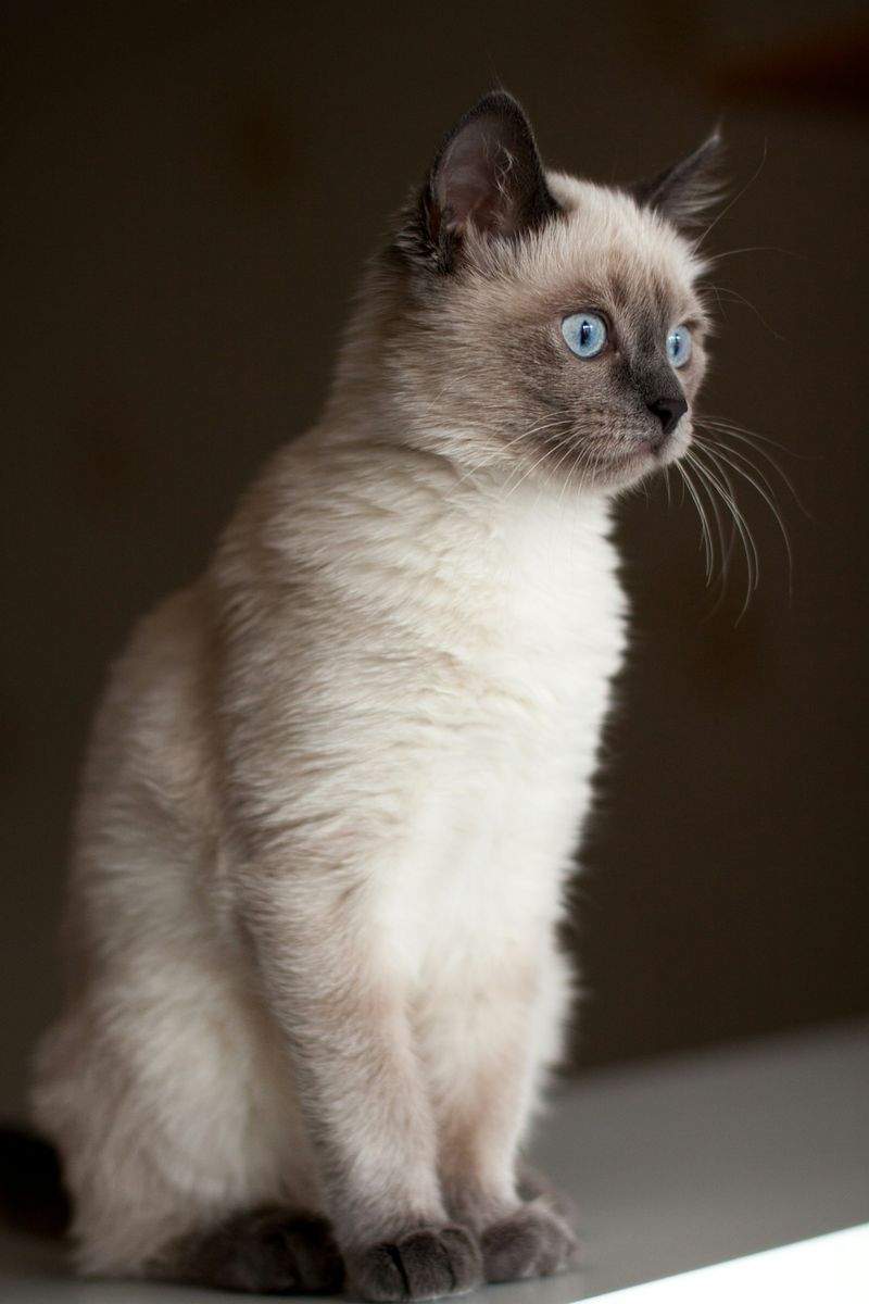 春の換毛期に備える、猫のブラッシング習慣
