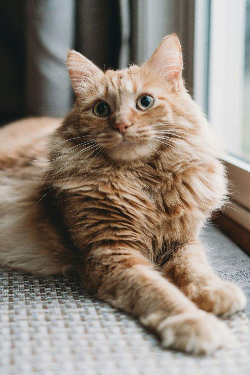 初めてのキャットタワー選びで大切にしたいこと