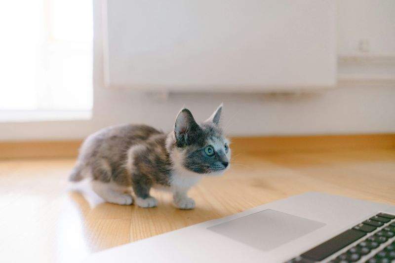 ねこ暮らしサポート株式会社 10