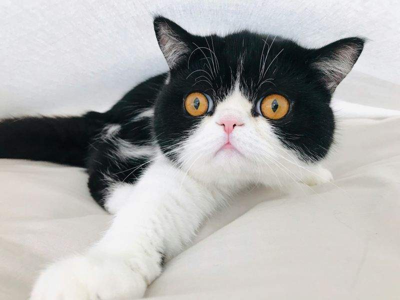 ねこ暮らしサポート株式会社 15
