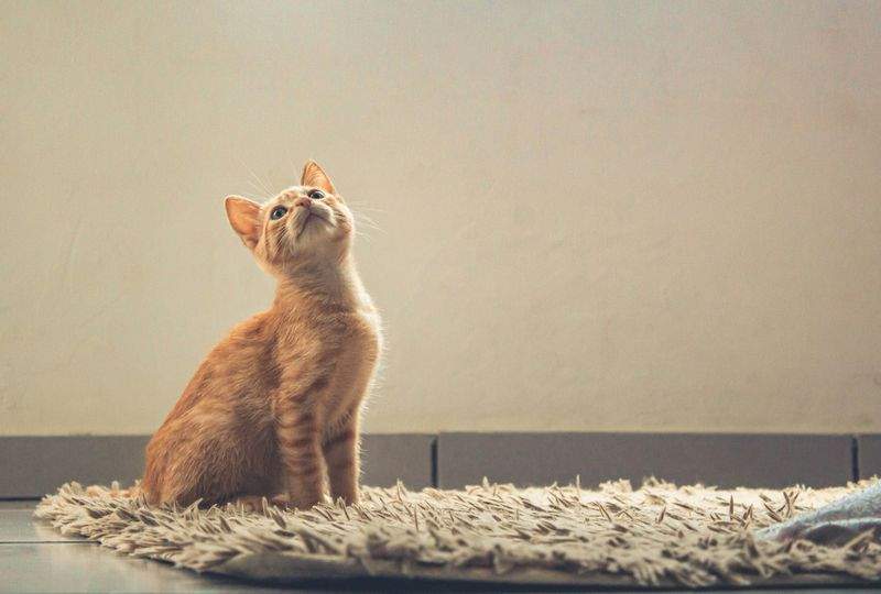 ねこ暮らしサポート株式会社 3