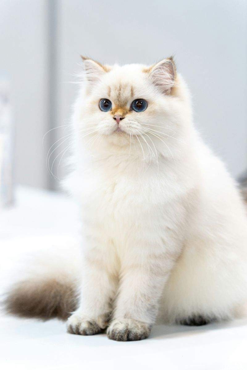 ねこ暮らしサポート株式会社 4