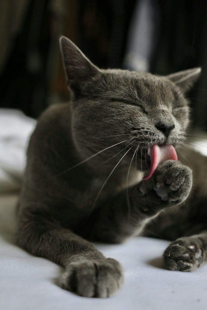 ねこ暮らしサポート株式会社 5
