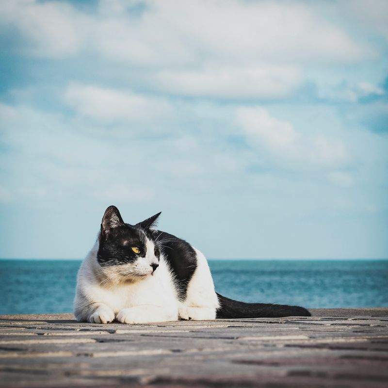 ねこ暮らしサポート株式会社 7