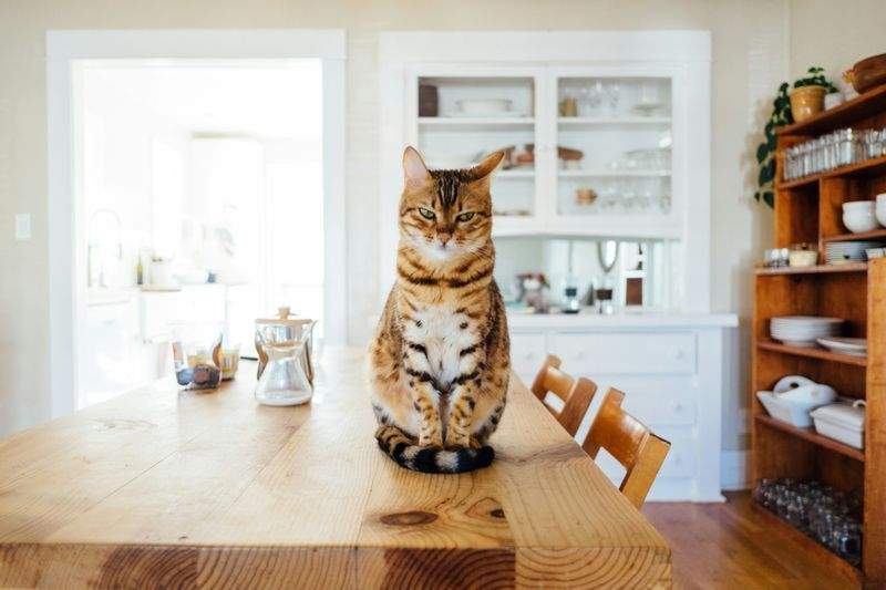 ねこ暮らしサポート株式会社