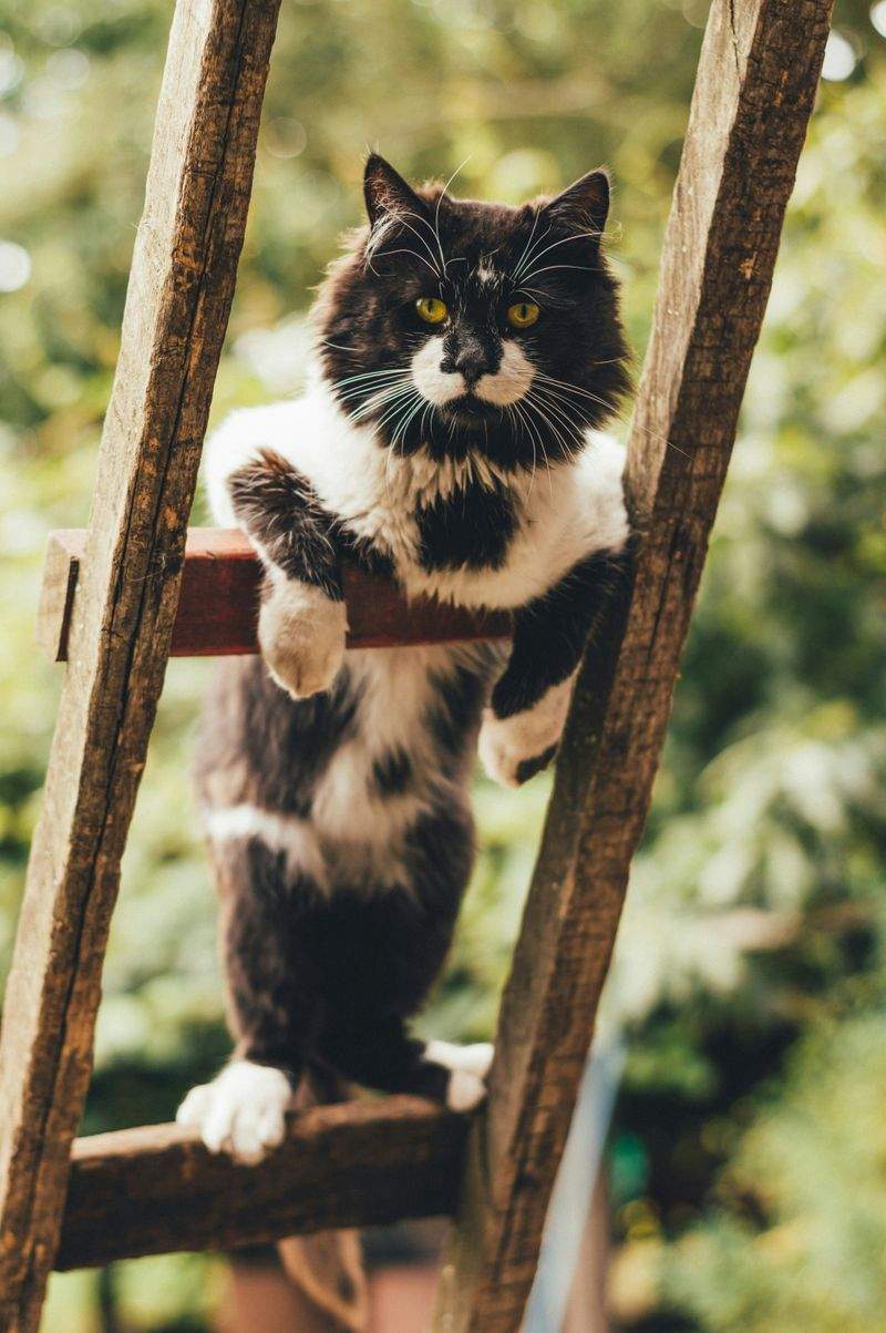 猫の訪問ケア