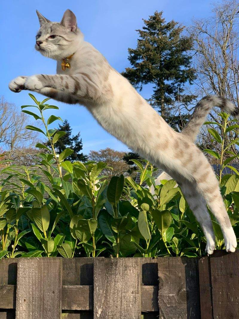 ペットシッター