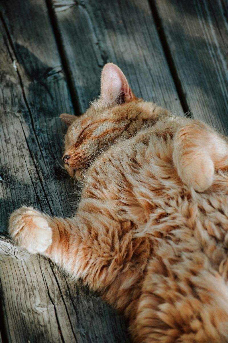 キャットホテル手配