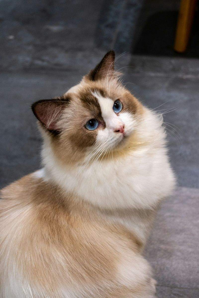 高齢猫向け見守り相談