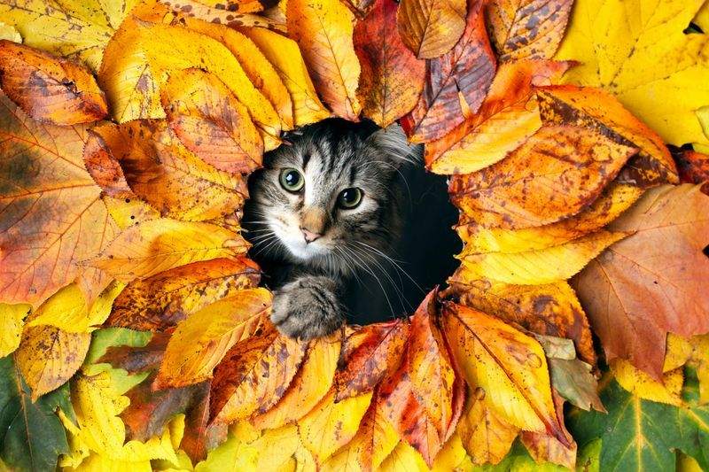 猫用品の選定アドバイス